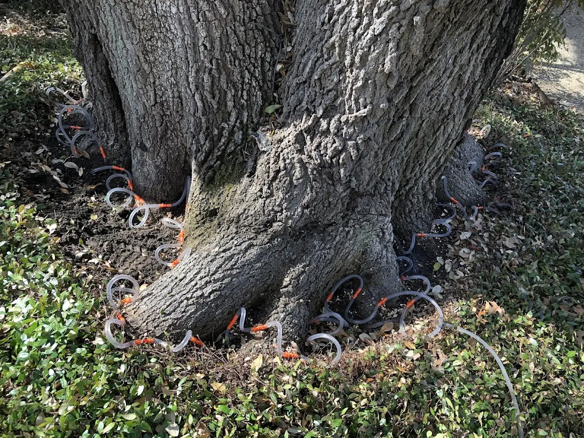 Detailed Tree Cabling and Bracing job site in Camp Nelson