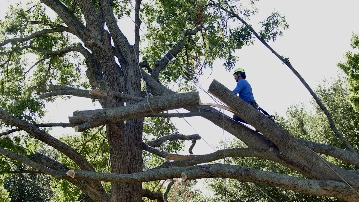 Professional Crown Thinning performed by certified arborists in Camp Nelson