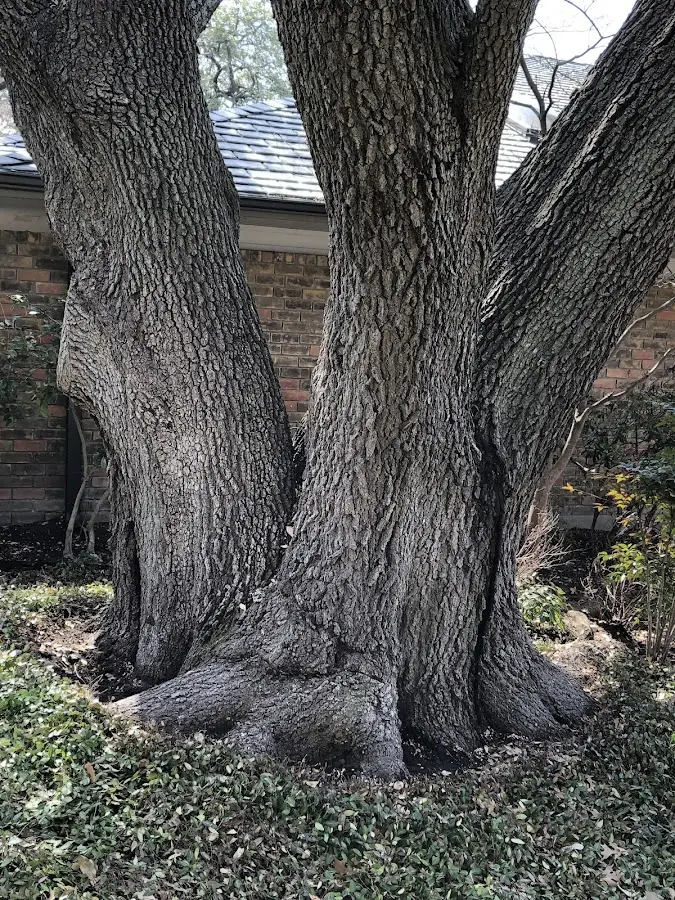 Mature heritage tree close to a Camp Nelson property cared for by certified arborists